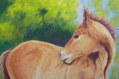 Red Foal